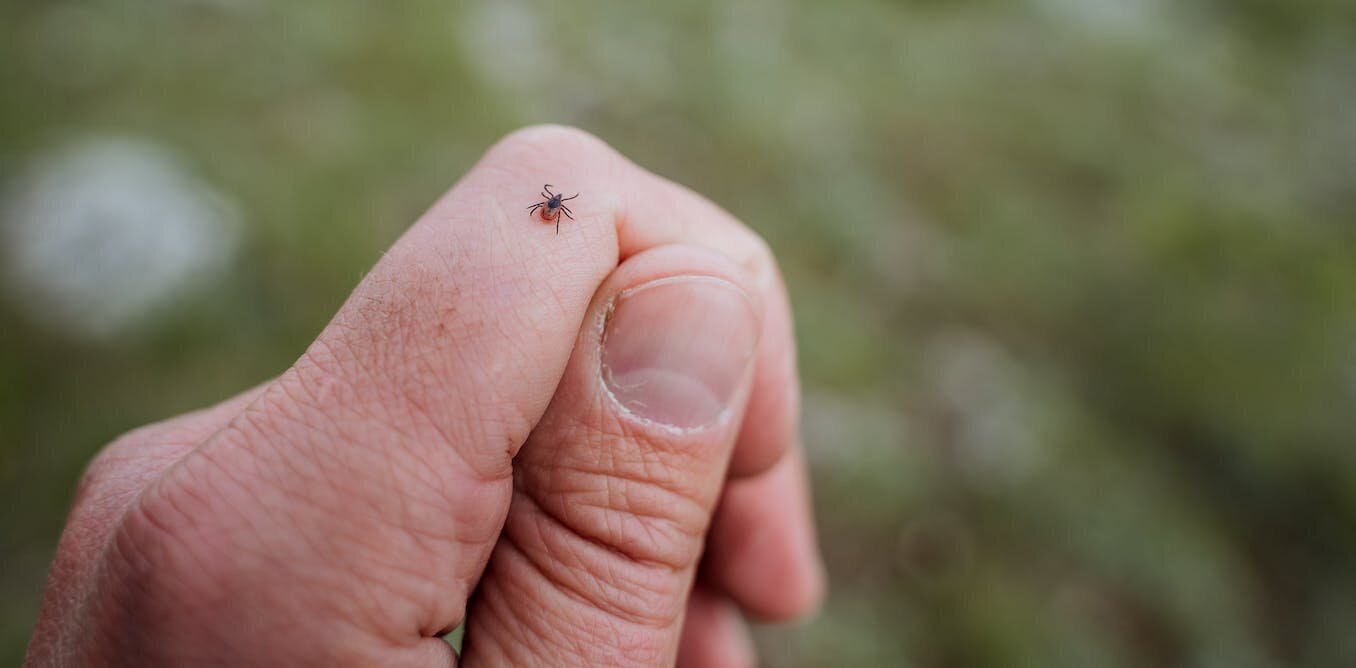 Ticks are becoming a growing health risk in the UK. Heres why