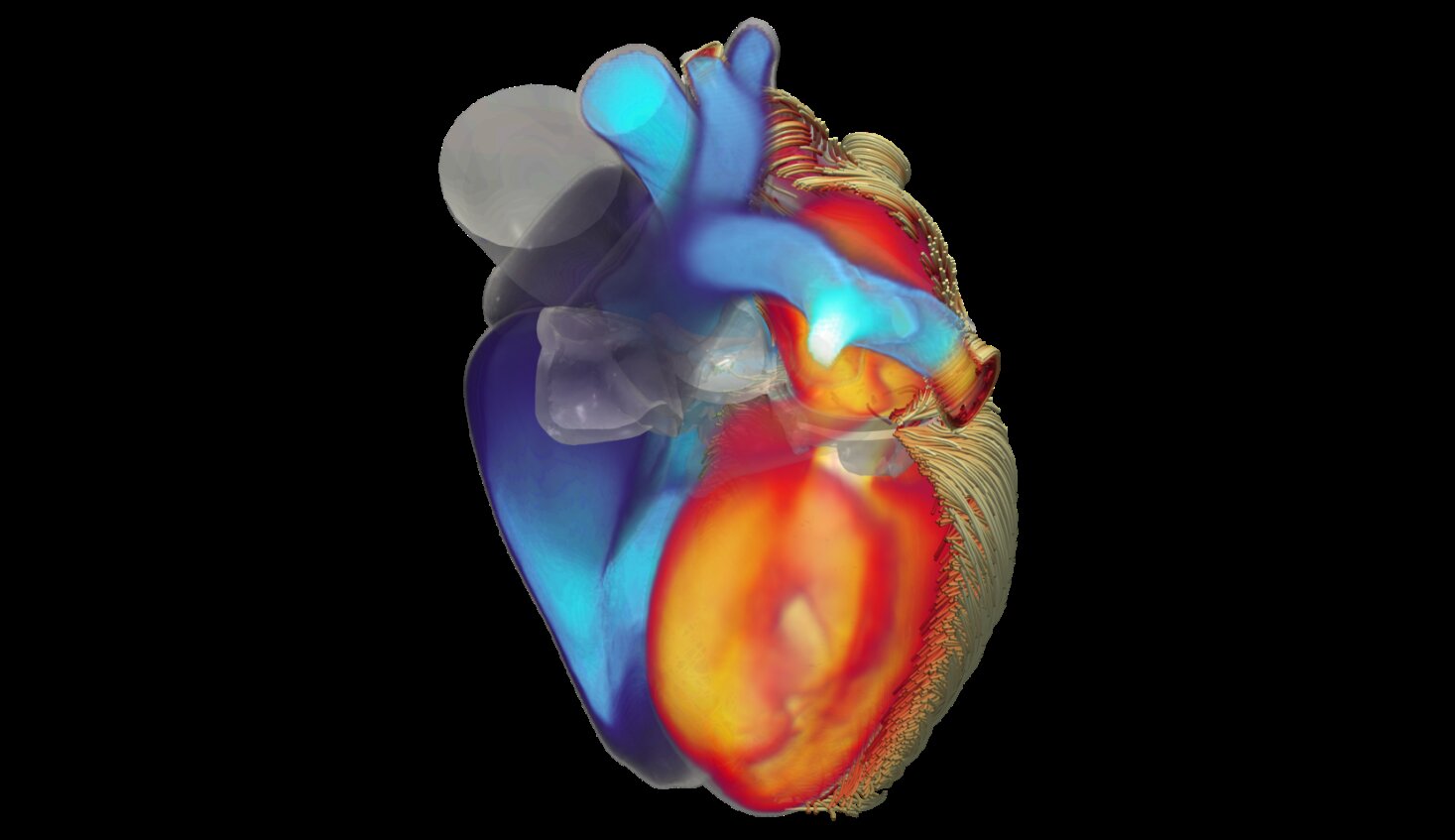 A mathematical model of the heart to revolutionize cardiac research