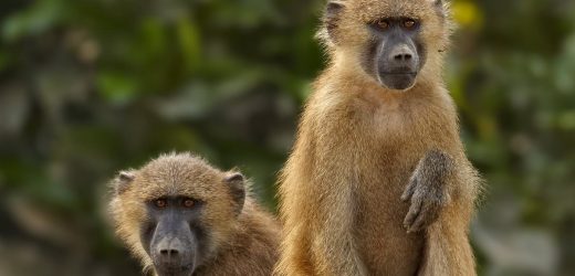 Baboon, lemur and pig poo contains secret for treating ulcers