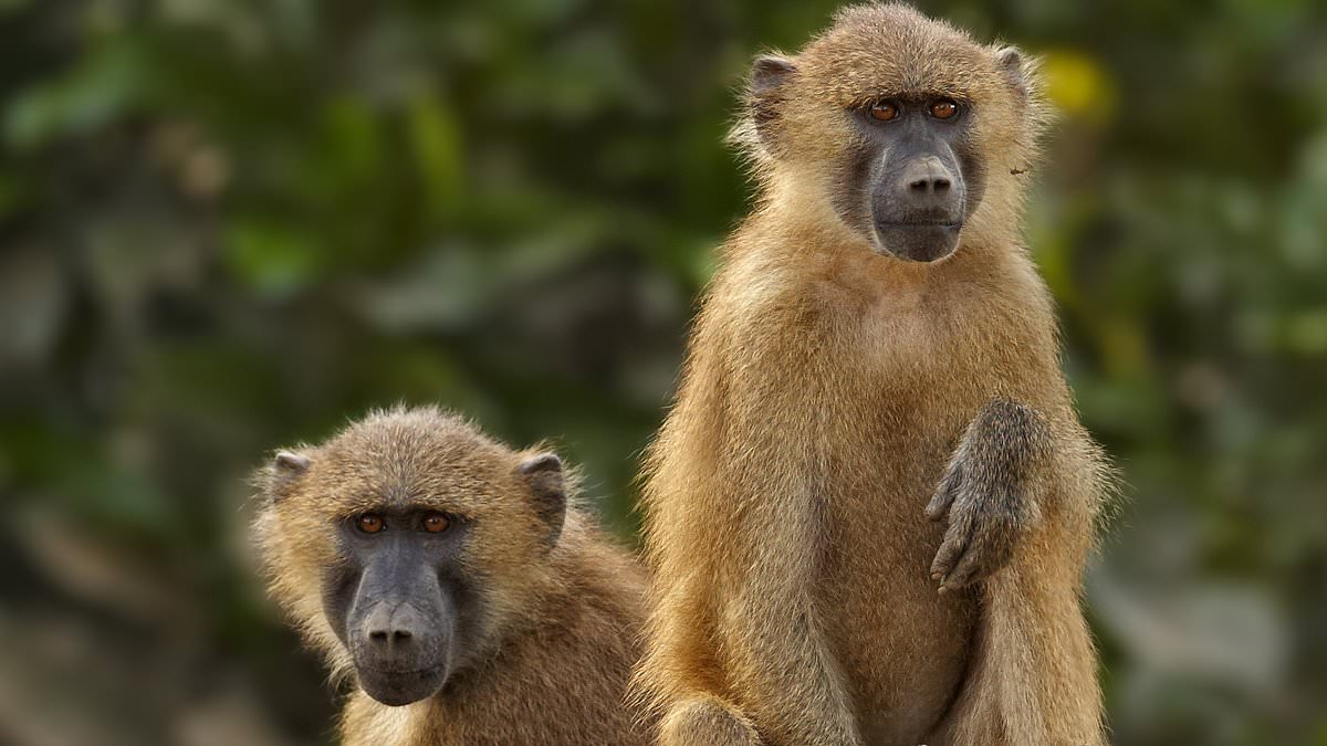 Baboon, lemur and pig poo contains secret for treating ulcers