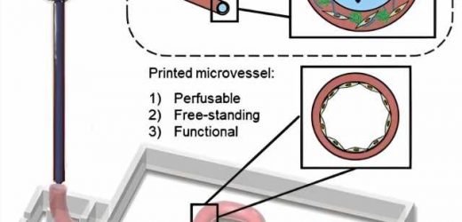Bioprinting methods for fabricating in vitro tubular blood vessel models
