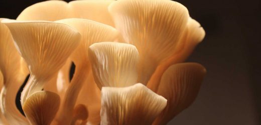 Chitin from crustaceans, insects, mushrooms engages the immune system during digestion