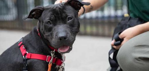 Dear Future Adopter, Love Salami