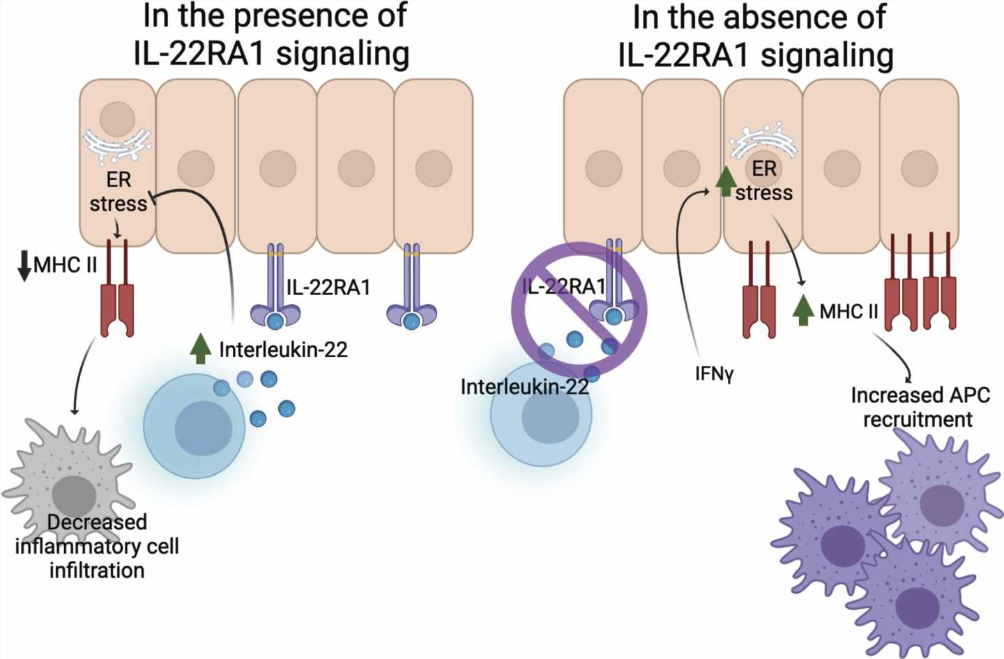 Interleukin-22 study provides better understanding of immune responses in inflammatory bowel and lung disease