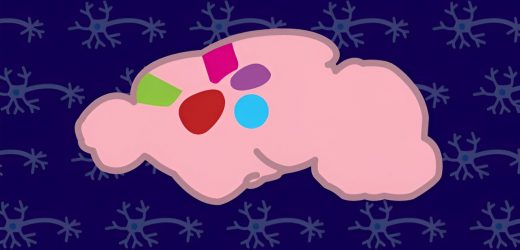 Schizophrenia gene mutation causes many changes in the mouse brain, new study shows