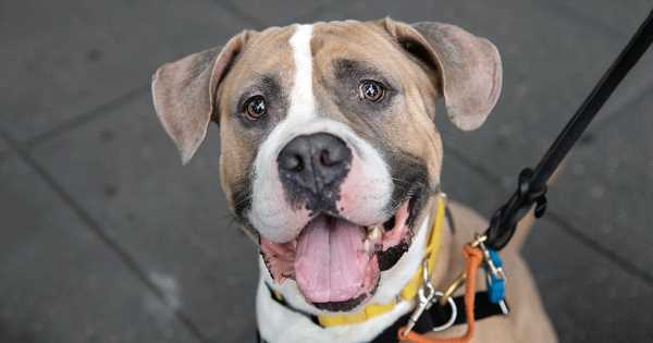 This Handsome Dog Is as Cool as Ice and Ready for Adoption!