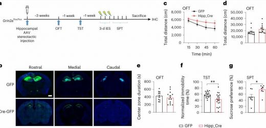 Unveiling the mechanism underlying ketamines rapid antidepressant effects