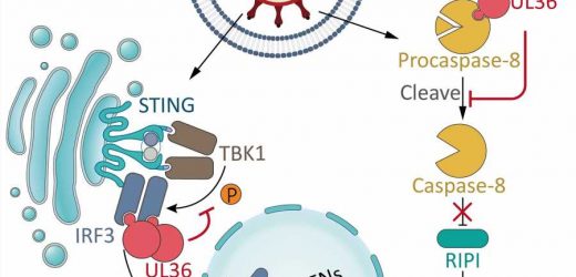 Cytomegalovirus encodes protein to achieve balance between anti-apoptosis and immune evasion
