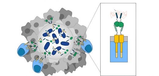 Engineered bacteria paint targets on tumors for cancer-killing T cells to see