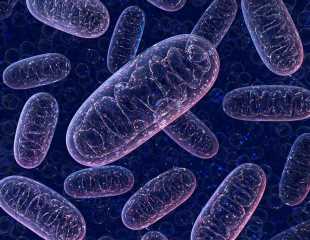 Antibiotics that target mitochondria may promote longevity