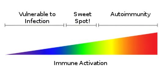 Immune health—an immunologist explains why both too strong and too weak an immune response can lead to illness