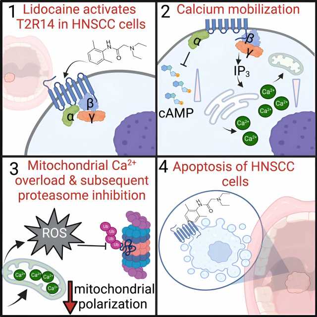 Lidocaine kills cancer cells by activating bitter taste receptor, preclinical study shows