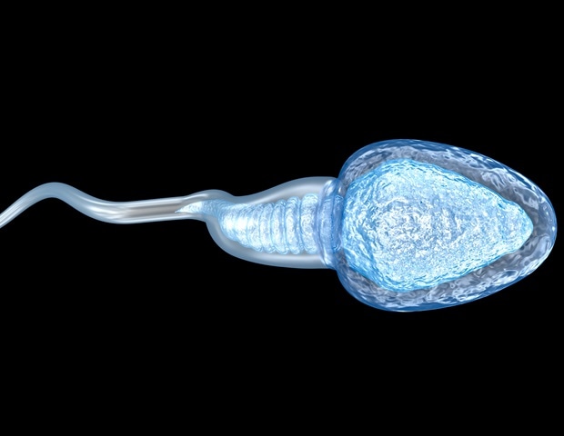 Loss of structural protein ACTL7B blocks spermatogenesis in male mice