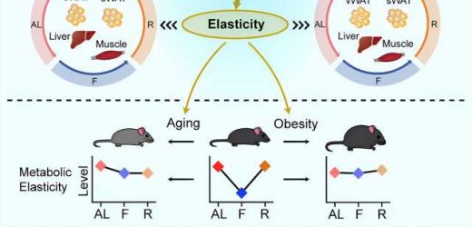 Metabolic elasticity: New screening strategy, possible means to curb metabolic decline in aging and obesity