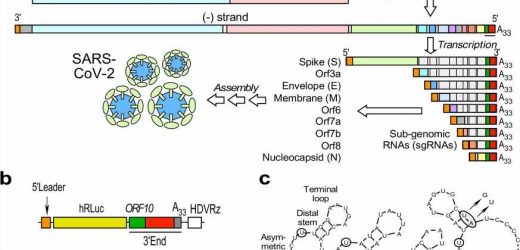 Newly identified SARS-CoV-2 infection pathway provides clues to severe COVID-19 cases and obesity link