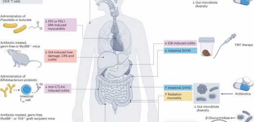 Researchers confirm role of gut microbes in cancer therapy