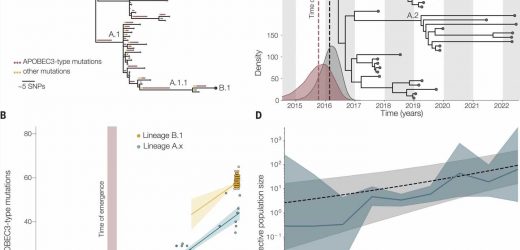 Researchers find evidence of mpox circulating in humans since 2016