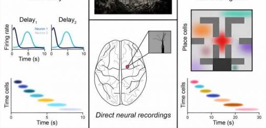 Sets of neurons work in sync to track time and place, giving humans context for past, present and future