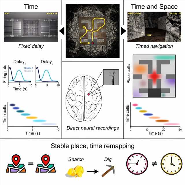 Sets of neurons work in sync to track time and place, giving humans context for past, present and future