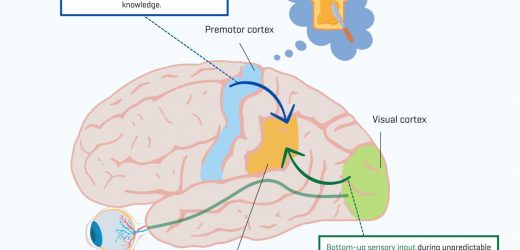 Study: When we see what others do, our brain sees not what we see, but what we expect