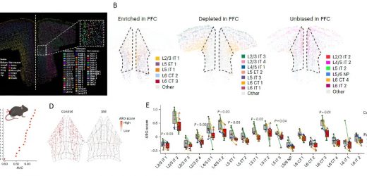 Study unveils organizational complexity of the prefrontal cortex and neuron subtypes regulating chronic pain