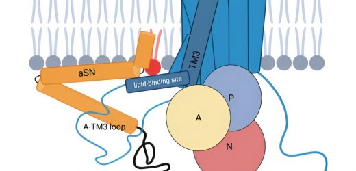 The dual role of well-known protein sheds light on Parkinsons disease mechanisms