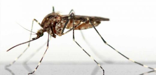 The potential return of yellow fever