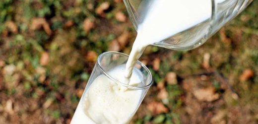Uncovering the mysteries of milk allergy