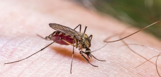 World Health Organizationwarns of mosquito-borne disease that is a global threat