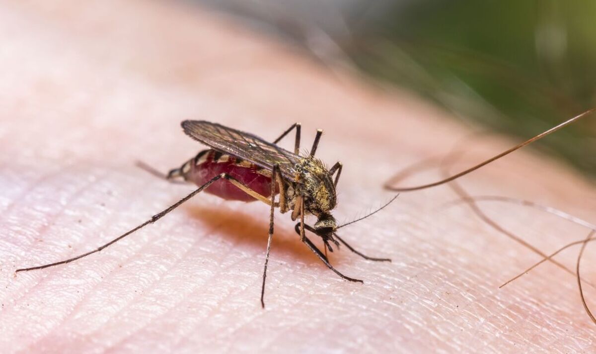 World Health Organizationwarns of mosquito-borne disease that is a global threat
