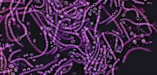 Gut microbe Lactobacillus found to bolster stress resilience, new study reveals