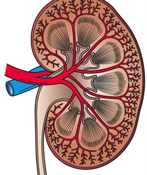 Study reveals insights into diabetic kidney disease and how anti-obesity drugs work